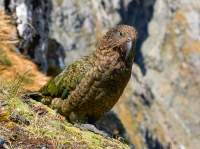 Kea, Fiordland National Park, New Zealand